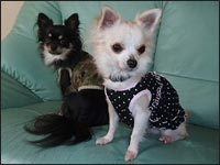 �������񁕂͂Ȃ����