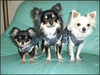 �}��������񁕃������񁕂͂Ȃ����