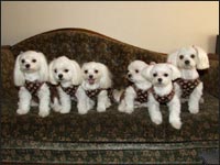 SORA����RIKU����MELL�����KAI����RIKA�����MOCA�����