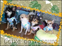 Kick����SHOOT����Nene�����Bola����