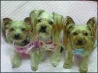 �܈��T����񁕊G�ڂ���񁕗���������