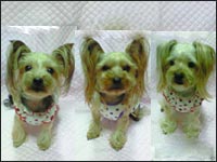 �܈��T����񁕗��������񁕊G�ڂ����