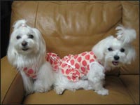 �͂Ȃт���񁕂�ڂ񂿂��