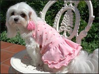 �W���X�~�������