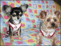 �Ց��Y���񁕃V���R�������