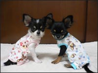 �݂�݂���񁕃T�X�P����