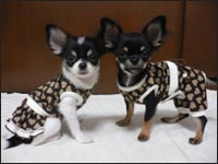 �݂�݂���񁕃T�X�P����