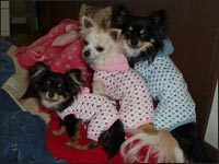 �}��������񁕂͂Ȃ���񁕃�������