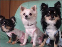 �������񁕂͂Ȃ���񁕃}���������