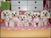 SORA����MOCA�����MELL�����KAI����RIKA�����RIKU����