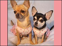 ha-non�l�X���`�[�����