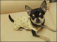 �o�j�������