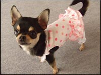 �o�j�������