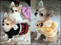 ���񂿂�񁕂�������񁕂��Ȃ������