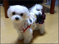 �V���l�������