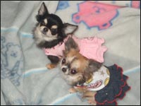 �ЂȂ���񁕂�䂿���