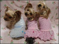 ���������񁕔܈��T����񁕊G�ڂ����