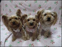 ���������񁕔܈��T����񁕊G�ڂ����