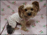 �܈��T�����