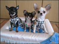 �v�b�`���񁕃s�[�X���񁕃L�����f�B�����