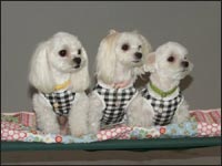 RIKU����MOCA�����KAI����