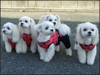 MELL�����&SORA����&MOCA�����&KAI����&RIKU����