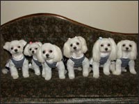 KAI����RIKA�����RIKU����MOCA�����SORA����MELL�����