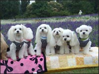 MOCA�����RIKA�����SORA����MELL�����RIKU����KAI����