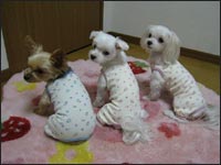 �`���b�s�[����񁕃~�j�B����񁕃T�[�������