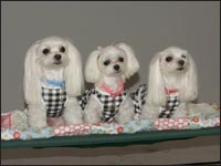 SORA����RIKA�����MELL�����