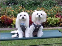 SORA����MOCA�����