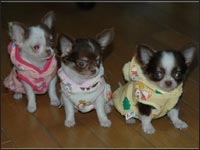 �e�B�A��Baby's�����