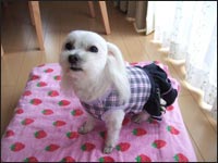 ���񂸂����