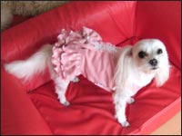 ���񂸂����