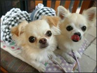 �Ƃ낿��񁕂�����N