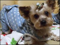 �V���R�������