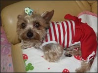 �V���R�������