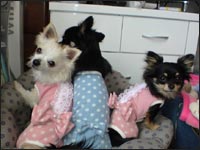 �͂Ȃ���񁕃����N���}���������