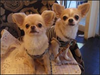 �Z�i�N���̂��݌N