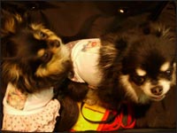 �ԉ�����񁕃^���^���N