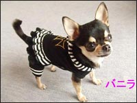 �o�j�������