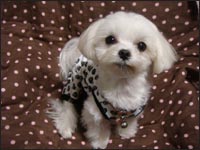 Alice�����