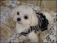 Alice�����