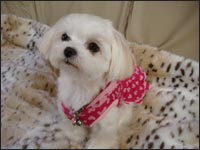 Alice�����