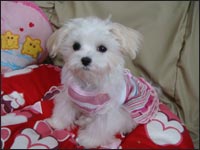 Alice�����