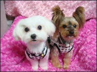 Manoa�����&Ami�����