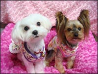 Manoa�����&Ami�����