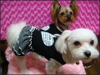 Ami�����Manoa�����