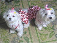 �A���i�����&�A���T�����