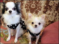 �͂��ҁ[�����&�O�����b�N�N